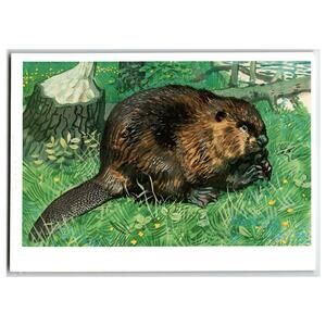 Vintage 1990 Soviet Postcard Russian Beaver Wildlife Art V. A. Gorbatov